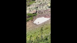 Grizzly Goes Sledding in Glacier
