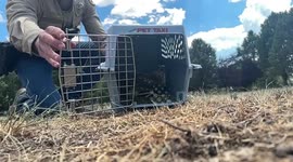US: Cooper’s Hawk Soars Back Into Wild After Successful Rehabilitation
