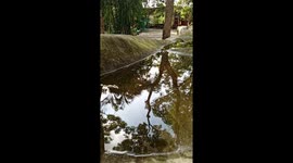 Serenidad Matutina en el Parque: Un Reflejo Perfecto y Pacífico