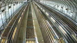 Thunderbolt hits quail farm sending birds spilling from their cages