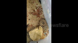 Bizarre moment fish swallows another whole, only to immediately expel it alive