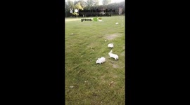 Factory lawn becomes bunny buffet — Peaceful rabbit clip charms viewers