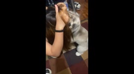 Playful puppy goes wild pulling owner's hair