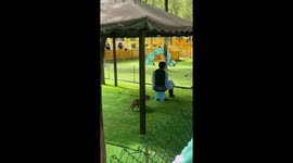 Tiger cub ambushes caretaker at Siberian tiger park