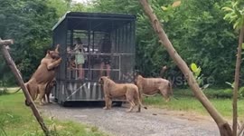 Officials close big cat attraction after zookeeper was eaten alive by lions