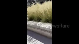 Charlie Kirk: Panic In The Moments After Campus Shooting