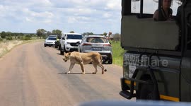 Child leans out of car window to take photo of lioness just metres away