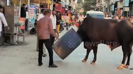 India: A bull has a  drum stuck in its head.