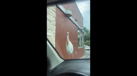 Bird tags along on a ride and waits for a French fry snack
