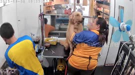 Pet groomer has wholesome interaction with Golden Retriever