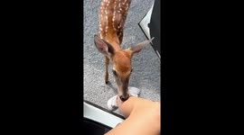 Hungry deer approaches for feeding in Tennessee, USA