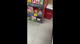 Cat rests like store merchandise in Chongqing, China