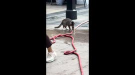 Cat tries to fix spraying water hose in Chongqing, China