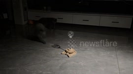 Cat startled by moving shadow in Chongqing, China