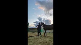Playful horse nudges while fixing hurdle bars in Anapa, Russia
