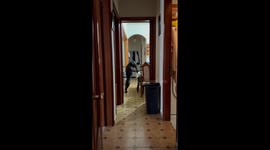 Curious dog stands on hind legs at the table in Argostoli, Greece