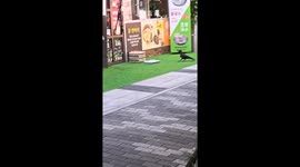 Crow snatches an egg from a store tray in Seoul, South Korea