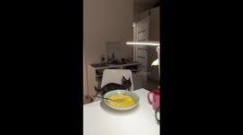 Dog sneaks a snack from the table in Warsaw, Poland