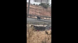 Heifer cow causes chaos on highway in Alicante, Spain
