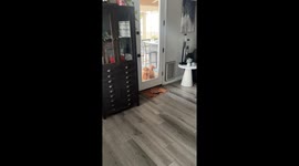Excited dogs wanting to get inside the house in Arizona, USA
