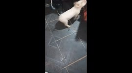 Pig and dog scuffle playfully in Buenos Aires, Argentina
