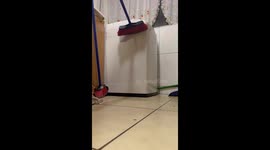 Rat escapes after breaking broom in San Pedro de la Paz, Chile