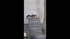Squirrel steals sandwich from food delivery bag in Los Angeles, California, USA