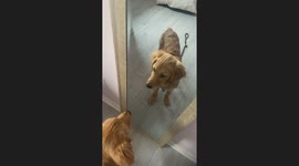 Golden Puppy Gives Reflection Friendly Boops