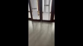Bali dog caught red pawed while tearing apart her cozy bed
