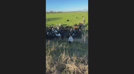Cows Scatter From Falling Woman
