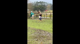 Mini horse honey zooms into viral fame — TikTok clip hits 558K views