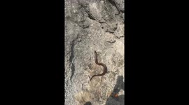 Chef's genius beach-side BBQ hack involving eels and an electric drill racks up views