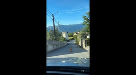 Dog Blocks Road for Treats