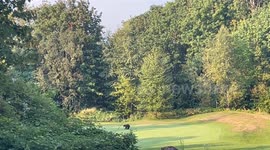 Bear Cub Playing With Golf Course Flag