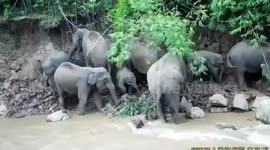 Wildlife camera captures herd of elephants enjoying bathing and eating