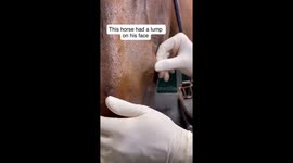 Vet intricate process of removing painful tooth from horse's mouth