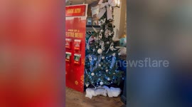 Pub puts up Britain's first Christmas tree of the year - three months early