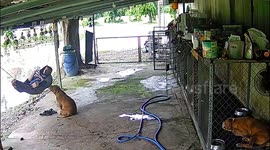Playful pet dog joins owner on hammock causing it to snap