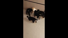 Affectionate puppies play with irritated cat