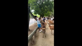 Boy terrified of notorious Nara deer in Japan