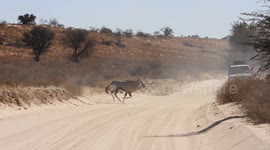 Majestic Gemsbok Herd Halts Traffic in Kgalagadi Transfrontier Park