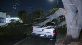 US, Los Angeles: Vermont-Slauson Large Tree Falls Crushing Pickup Truck