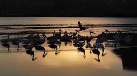 Türkiye: Drone captures natural beauties of bird sanctuary at sunrise, in Ankara