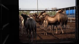 China: Innovation, industrial upgrades see camel breeding industry flourish in rural Xinjiang county