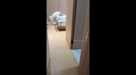 Dog and cat caught playing in Fujian, China