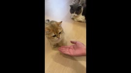 Clever cat shows off tricks in Guangdong, China