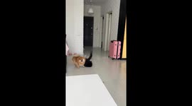 Cat and Pomeranian in a playful scuffle in Kyiv, Ukraine