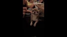 Playful little dog barks in Odessa, Ukraine