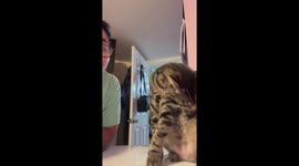 Cat refuses to be touched in Long Island, USA