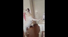 Clever dog fetches its own food in Jiangsu, China